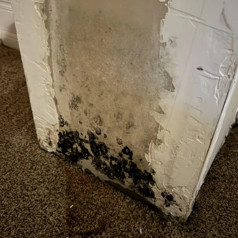 Professional Mold Removal in North Eastham, MA